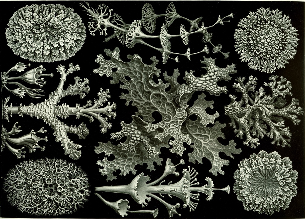 Planche illustrative d'Ernst Haeckel (1834-1919)
